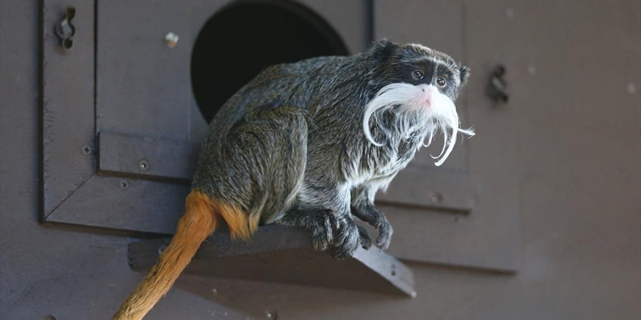 Bursa Hayvanat Bahçesi'ndeki Sakallı Maymunlar Kışın Tatlı Yiyeceklerle Besleniyor