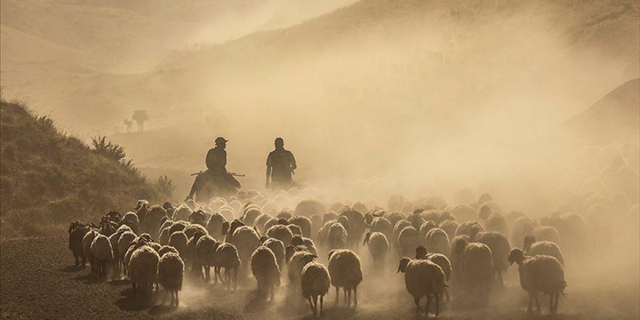 "Hayvancılık Yol Haritası"nın Etkilerinin Gelecek Yıl Görülmesi Bekleniyor