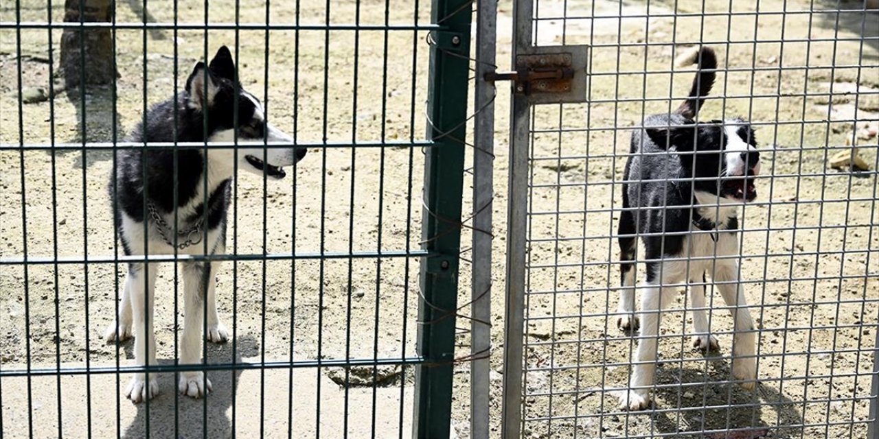 Tarım ve Orman Bakanlığı Sahipsiz Hayvanlara İlişkin Esasları Belirledi