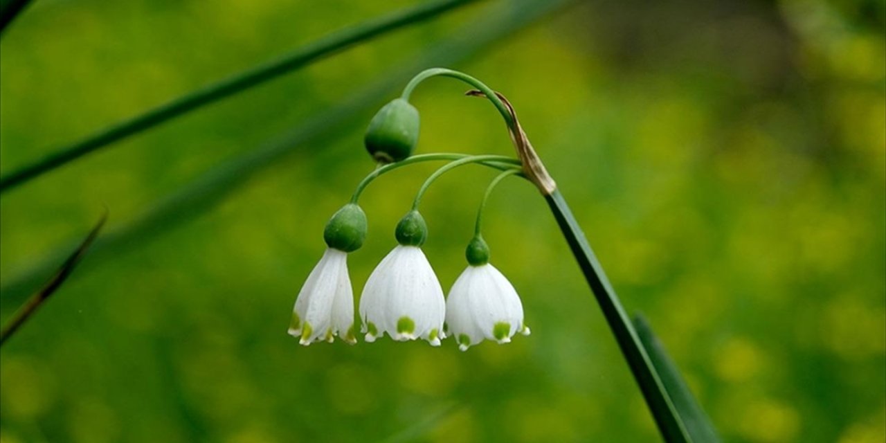 İhracatı Yasak ve Kotaya Tabi Doğal Çiçek Soğanları Belirlendi