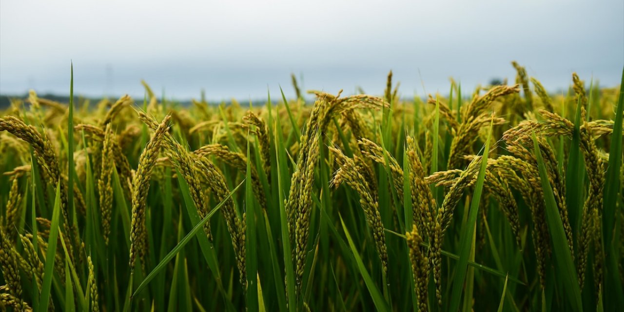 Çin'in Hububat Üretimi 2024'te İlk Kez 700 Milyon Tonu Aştı