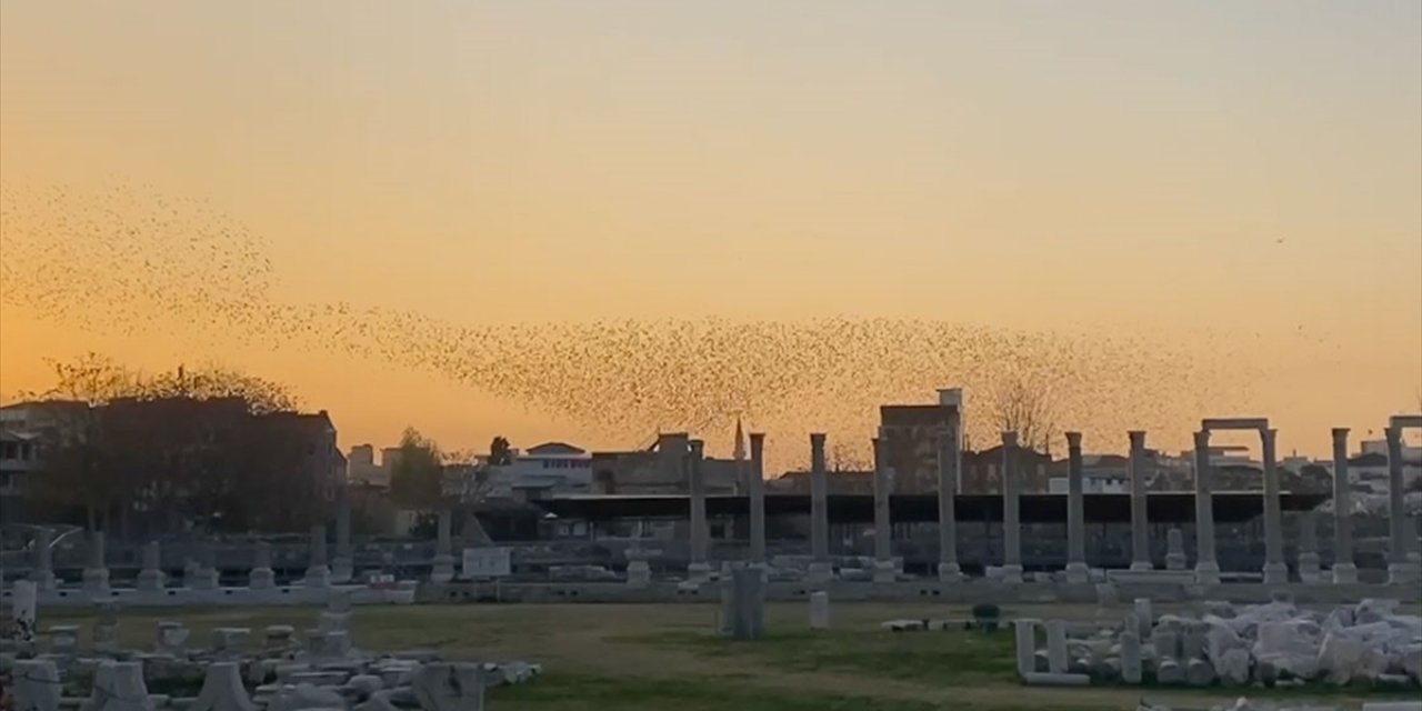 İzmir'de Sığırcıklar 2500 Yıllık Antik Kent Üzerinde "Dans Etti"