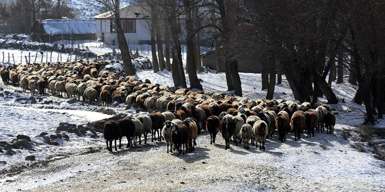 Muş'ta Besiciler Kar Örtüsü Üzerinde Hayvanlarını Besliyor