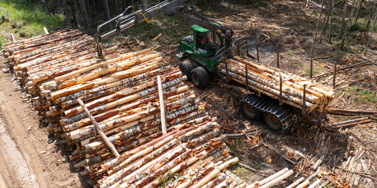 AB, Orman Tahrip Kurallarını 1 Yıl Erteliyor