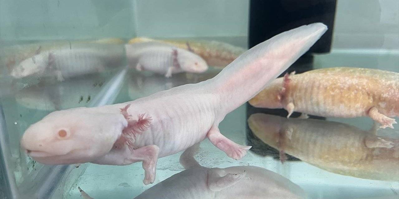 Tatlı Su Canlısı Aksolotl Uzuv Kaybıyla İlgili Bilimsel Çalışmalar İçin Laboratuvarda Çoğaltılıyor