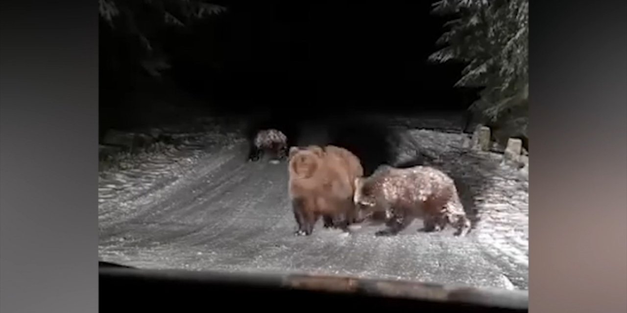 Bolu'da Karla Oynayan Ayılar Cep Telefonuyla Görüntülendi