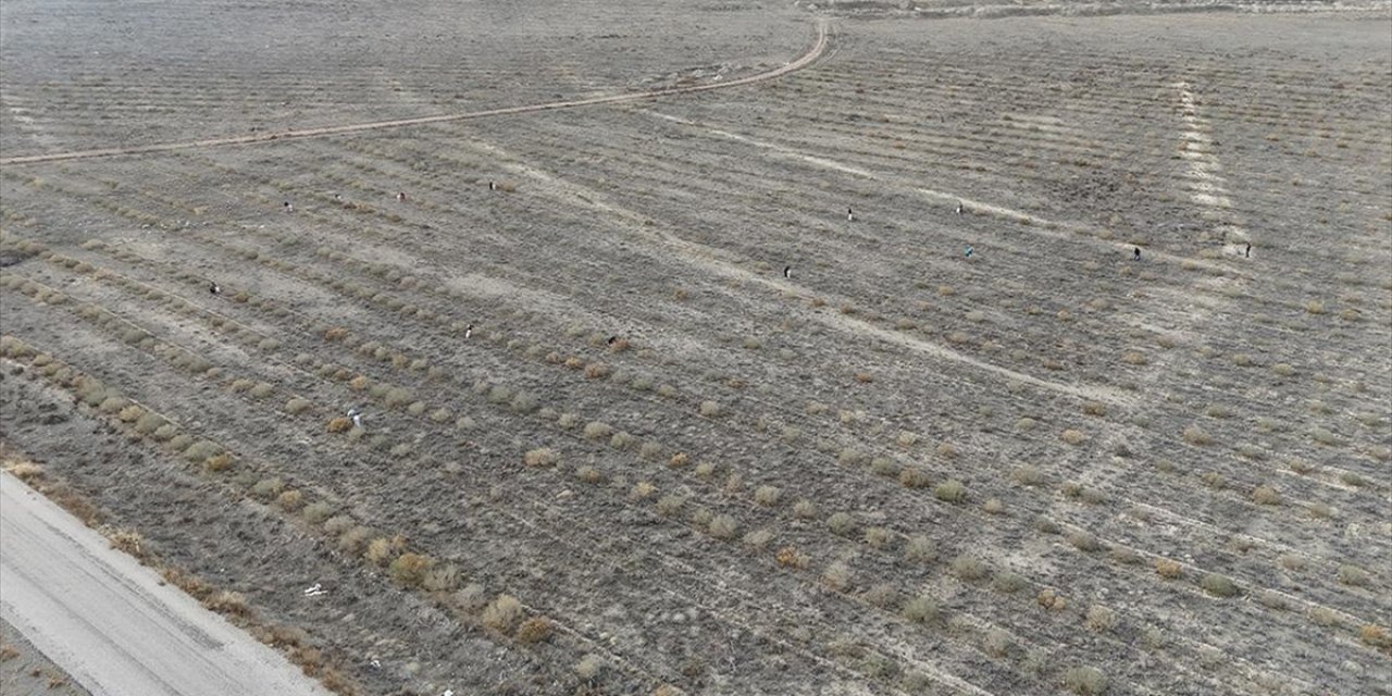 Karaman'da Meralar "Marifetli Bitki" Tuz Çalısıyla Eski Canlılığına Kavuşuyor