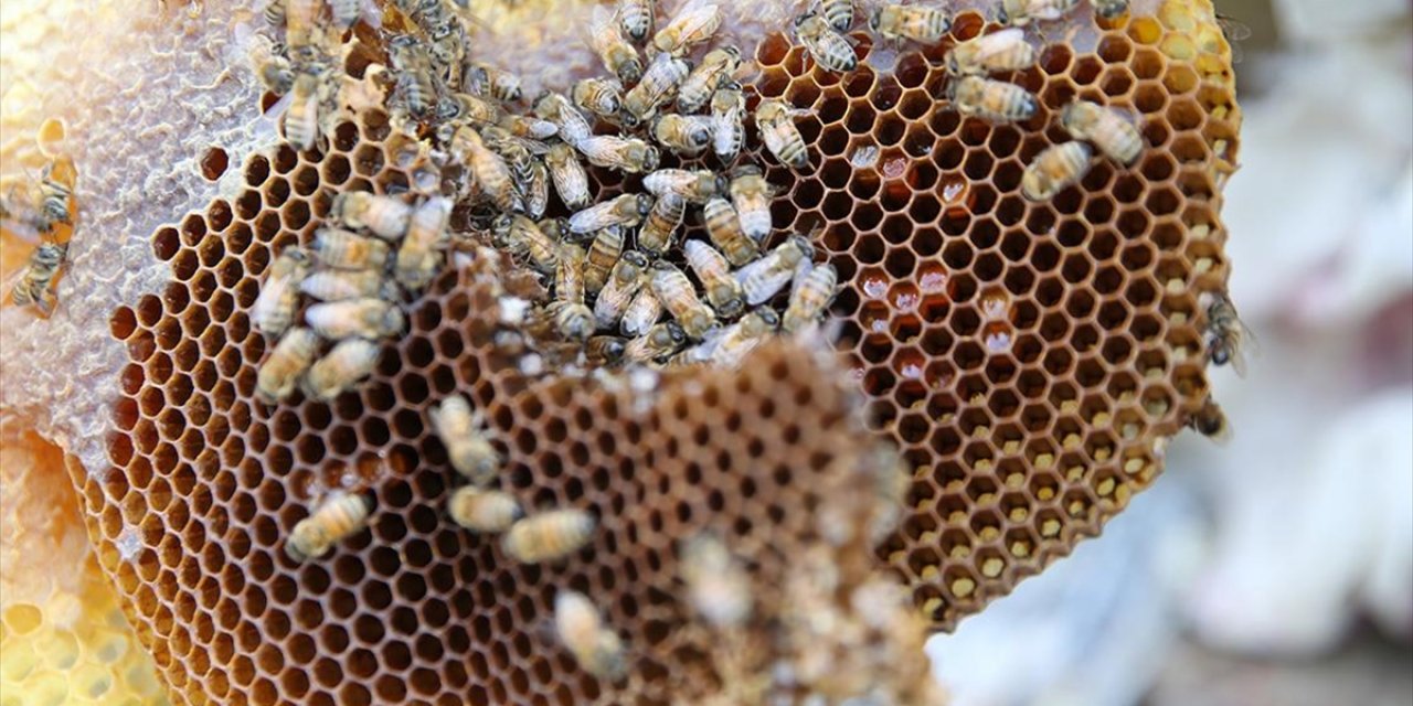 Tescilli Pervari Balı İzole Bölgelerde Üretilerek Marka Değeri Korunuyor