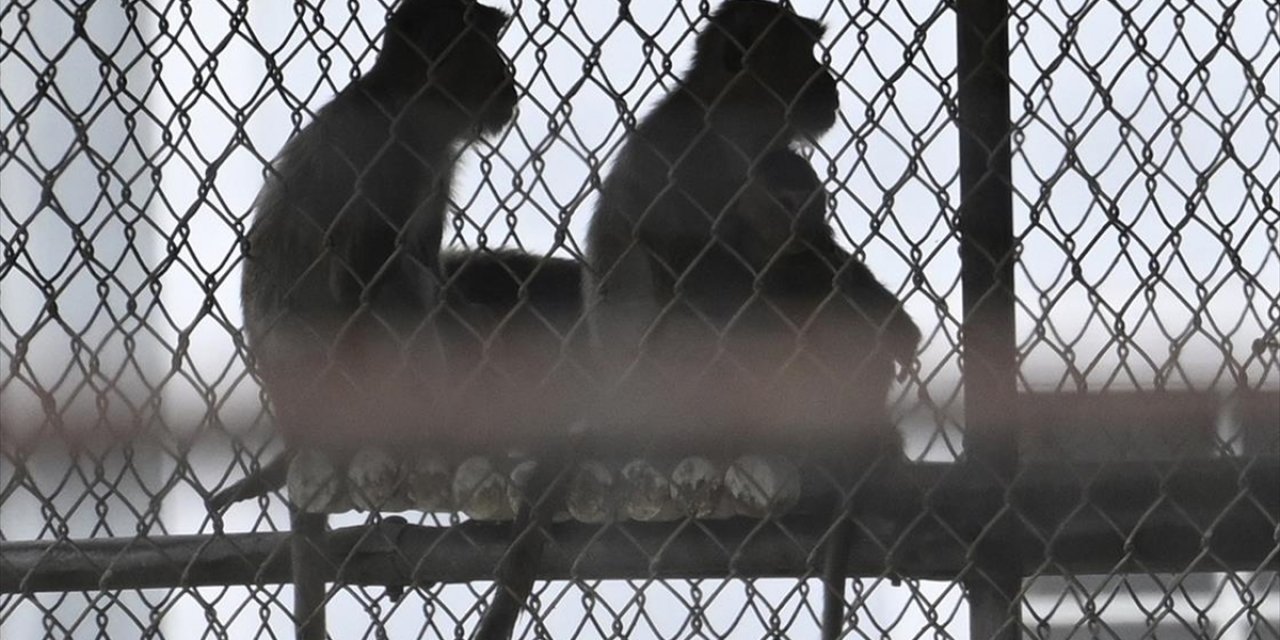 ABD'nin Florida Eyaletindeki Sokaklarda Çok Sayıda Maymun Görüldü