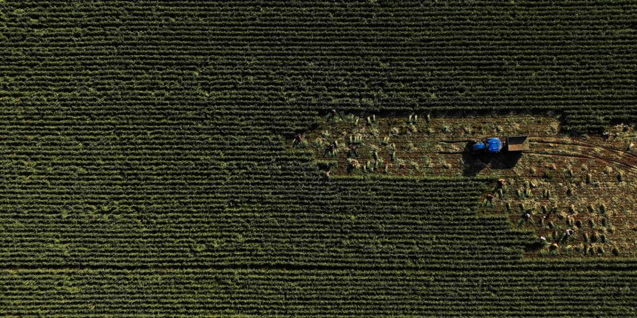 Tarımsal Girdi Fiyat Endeksi Ekimde Aylık Bazda Yüzde 2,75, Yıllık Yüzde 32,59 Arttı