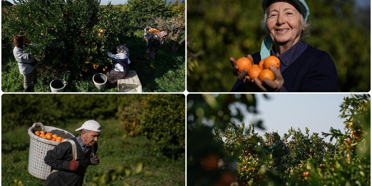 Gümüldür Mandalinası Dalında Satıldı