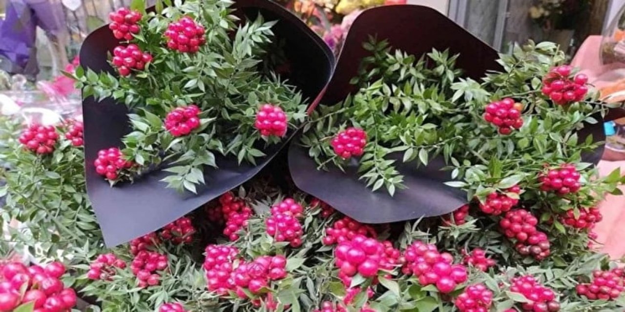 Yeni Yılın "Uğurlu Çiçeği" Kokinanın Zorlu Serüveni