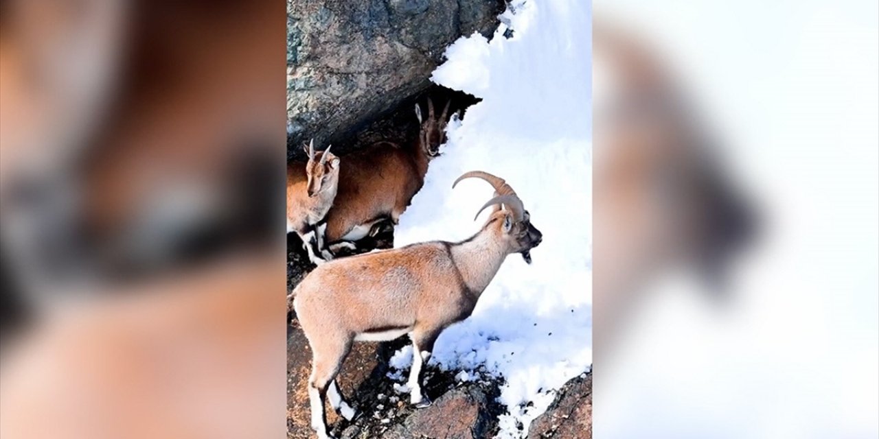 Erzincan'ın Karla Kaplı Dağlarında Yaban Keçileri Görüntülendi