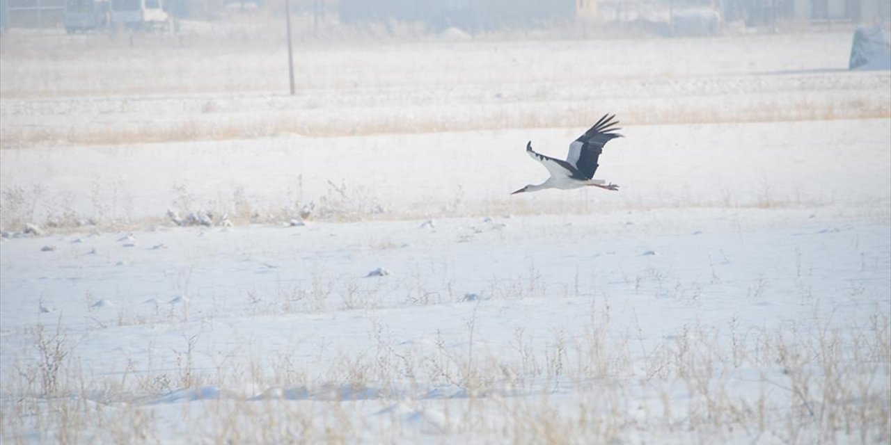Yüksekova'da Göç Etmeyen Leylekler Karlı Arazide Görüntülendi
