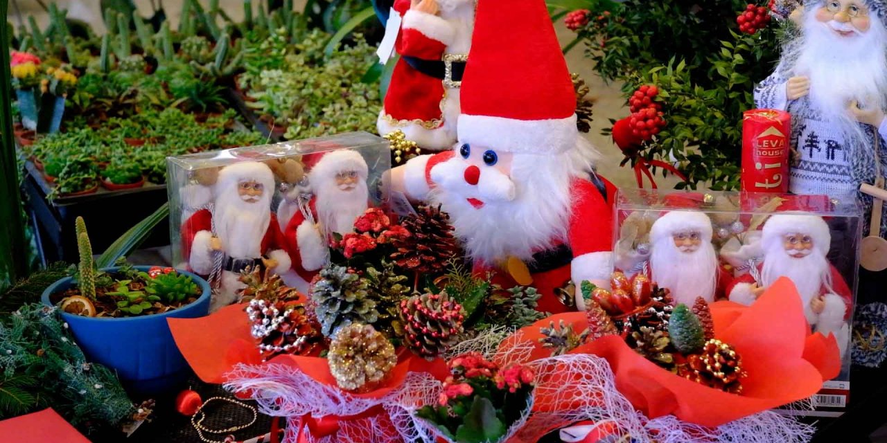 Anfa Bitki Evlerinde Yeni Yıl Hareketliliği