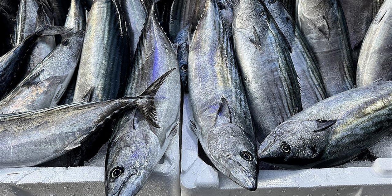 Sinop'ta Palamudun Tanesi 200 Lira Oldu