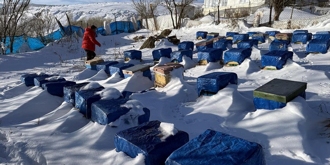 Kafkas Arıları "Kış Uykusu"na Yattı