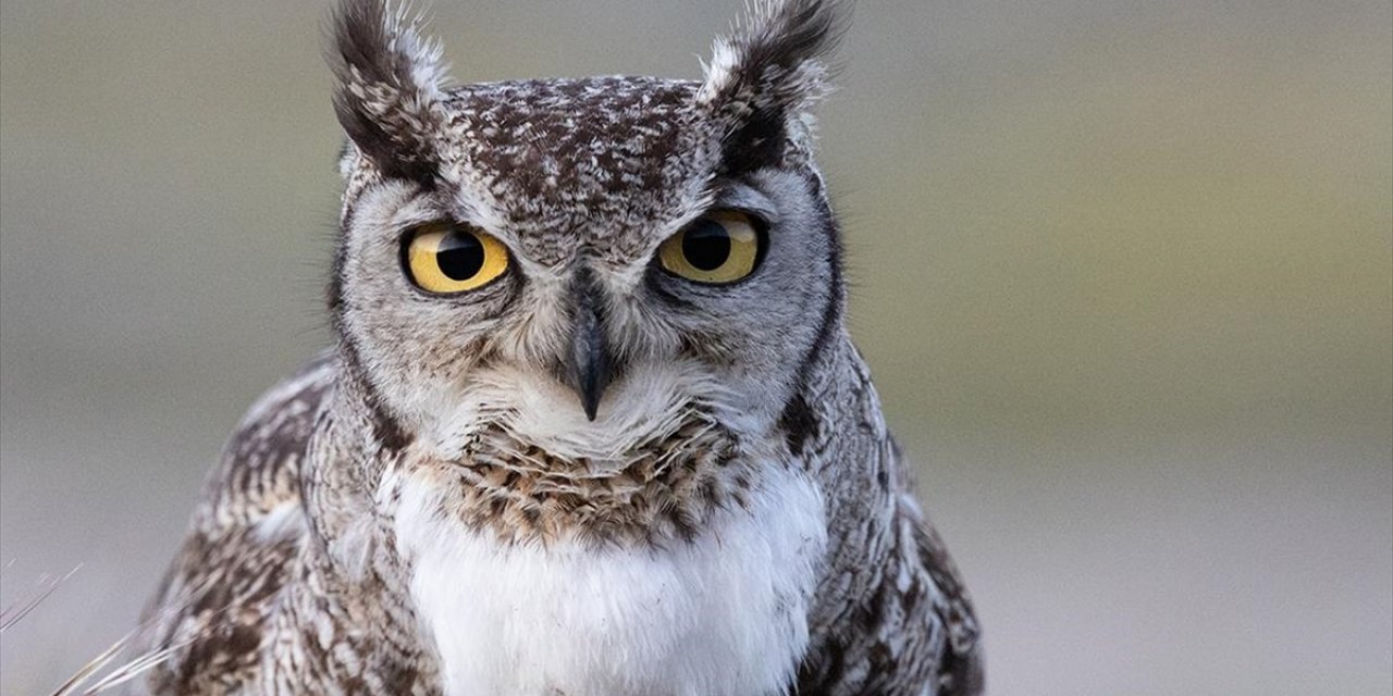 "Macellan Puhusu" Arjantin'de Türk Gözlemci Tarafından Görüntülendi