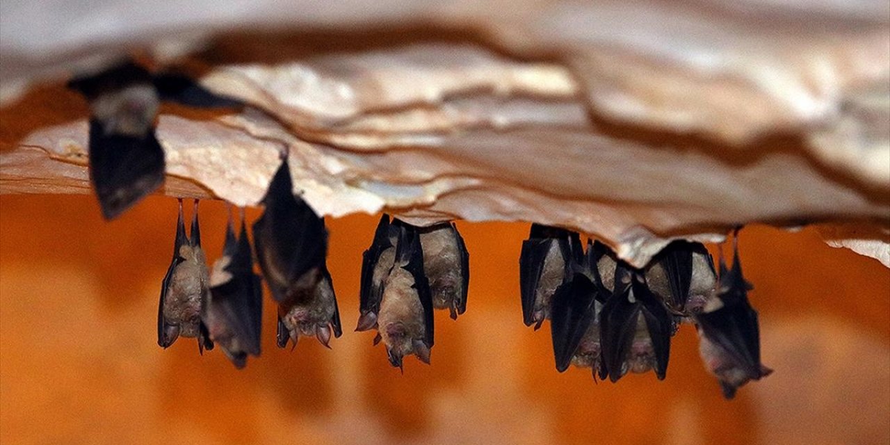 Binlerce Yarasayı Barındıran Dupnisa Mağarası'nı Geçen Yıl 70 Bin Kişi Ziyaret Etti