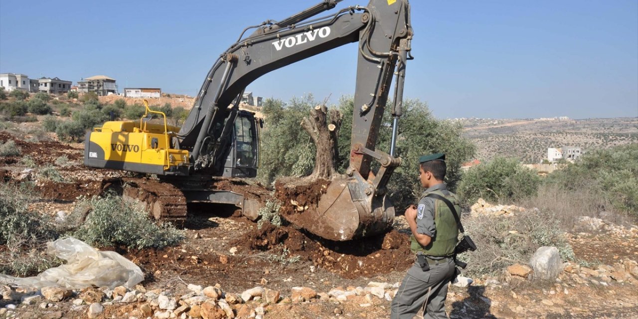 2024 Yılında Batı Şeria’da 59 Bin Zeytin Ağacını Söküldü