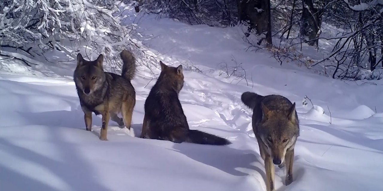 Uludağ'da Kurt Sürüsü Fotokapanla Görüntülendi