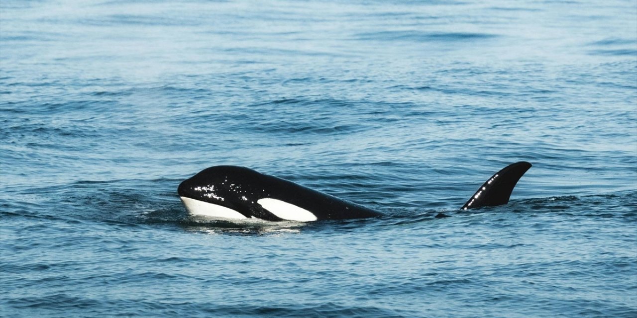 Ölen Yavrusunu Taşıyan Katil Balina, "Yas Tutma" Olarak Değerlendirilen Aynı Davranışı 7 Yıl Sonra Tekrarladı