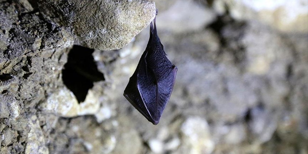 Yarasalar Rüzgar Yardımıyla Yüzlerce Kilometre Yolculuk Yapabiliyor