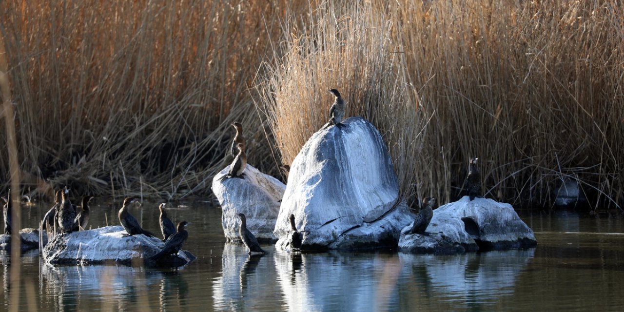Ağrı Dağı Eteğindeki Sulak Alan Kış Mevsiminde de Kuşlara Yuva Oluyor
