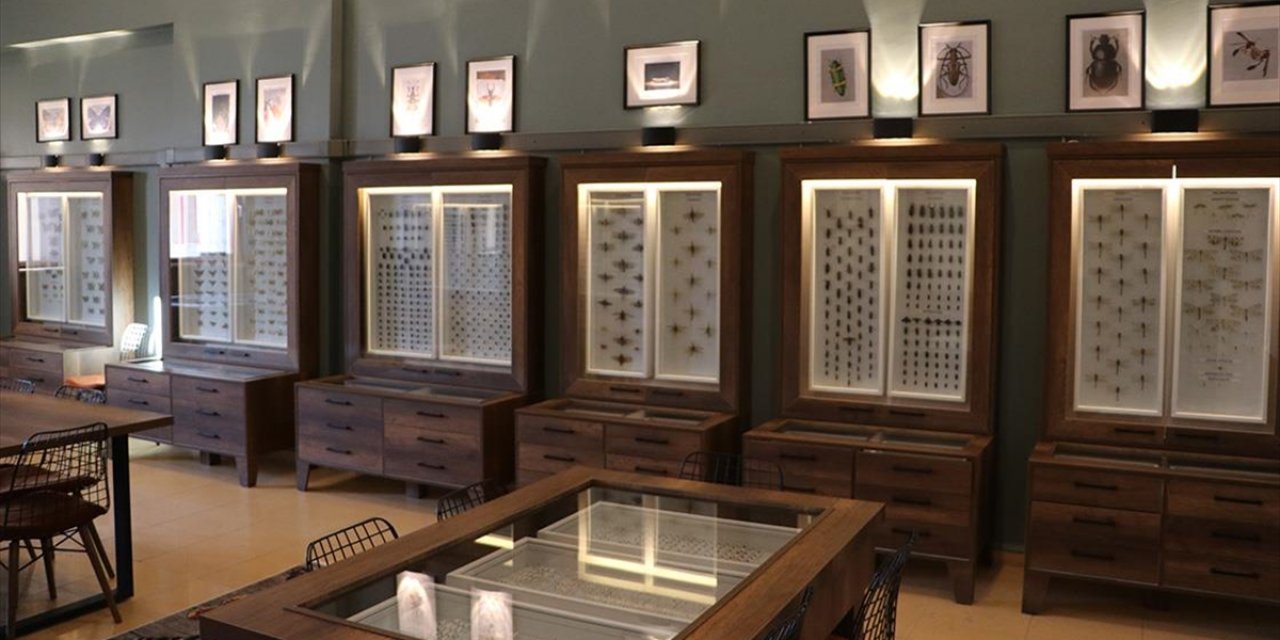 Kahramanmaraş'ta Kurulan "Böcek Müzesi"nde 4 Bin 500'den Fazla Tür Sergilenecek
