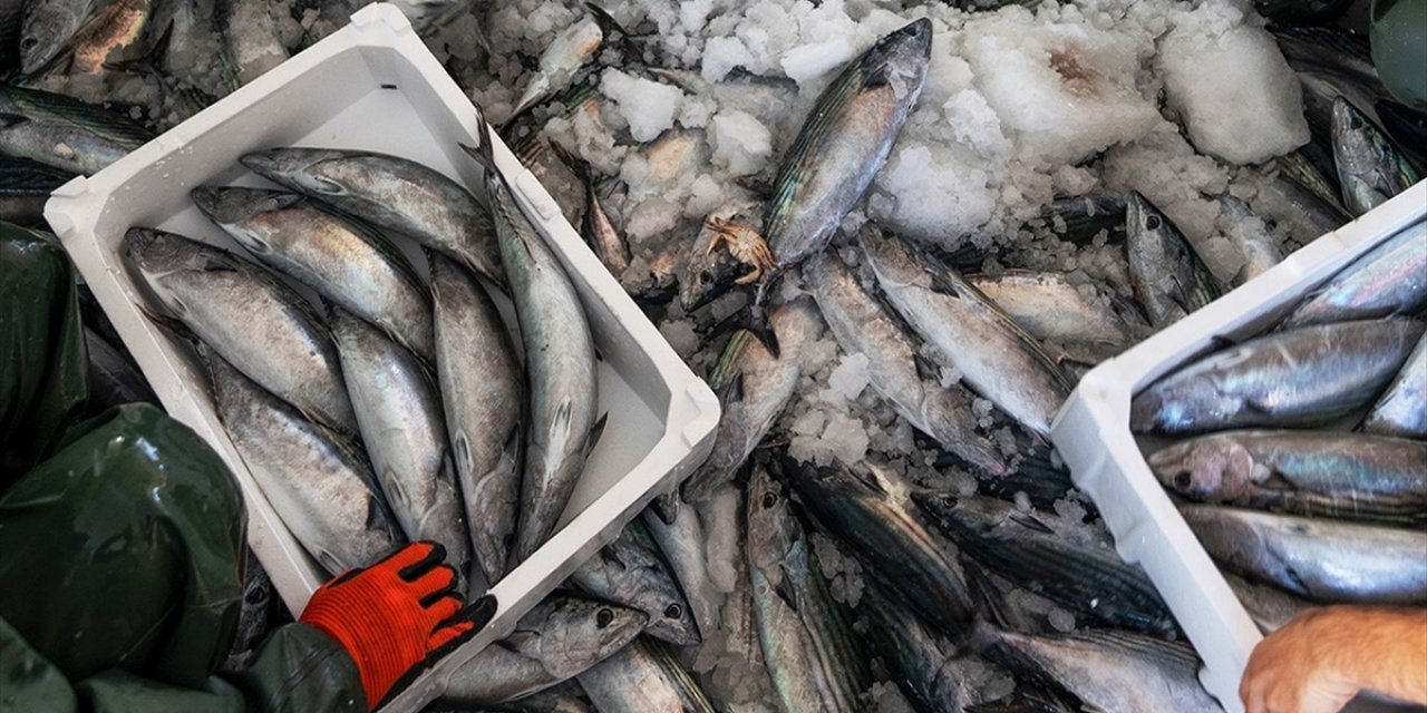 Palamut, 2024 Yılında Hamsiden Tahtını Geri Aldı