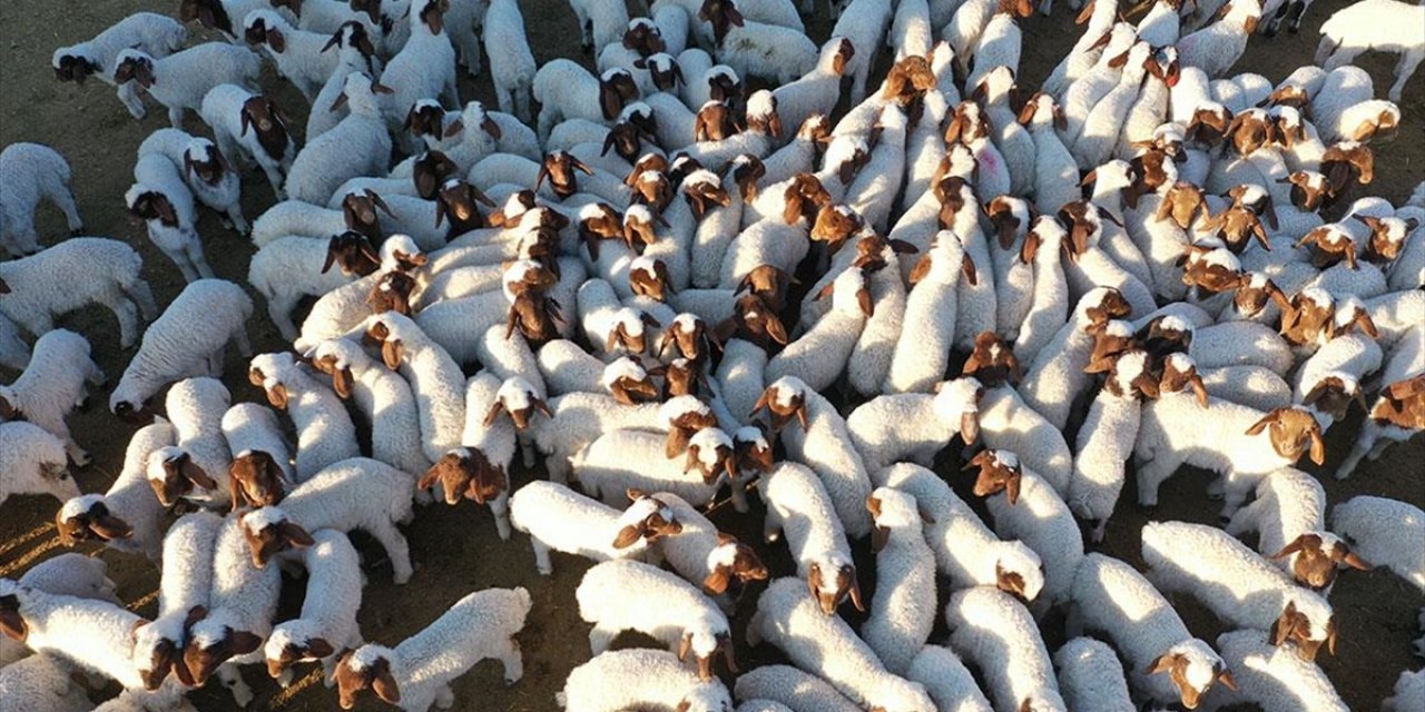 Ceylanpınar Tarım İşletmesi'nde 2024'te 60 Bin İvesi Cinsi Kuzu Doğdu
