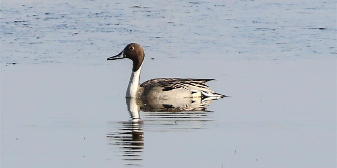 Ağrı Dağı'nın Eteğindeki Karasu'da Yeni Bir Kuş Türü Daha Kayda Alındı