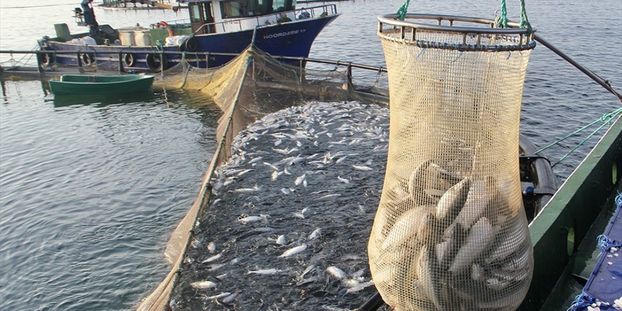 Türk Somonu İhracatı 2024'te 498 Milyon Doları Buldu