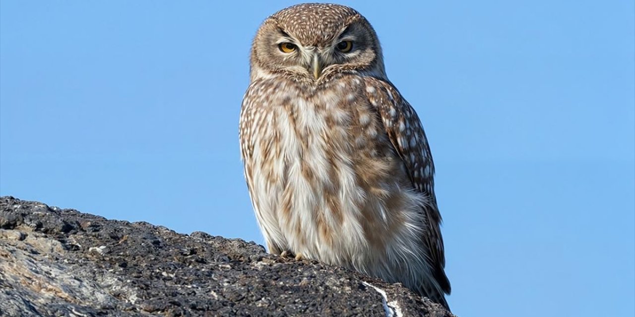 Türkiye'de Yaşayan En Küçük Baykuşlardan Kukumav, Ağrı Dağı'nda Görüntülendi