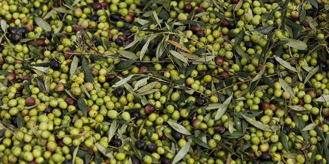 Türkiye'nin Zeytin Üretimi 2024'te Rekora Ulaştı