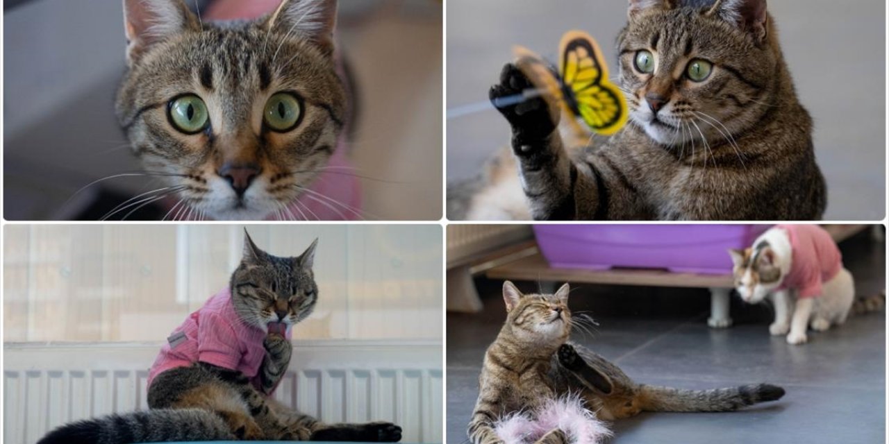 Üç Bacaklı Kedi "Tripod" Esnafın Maskotu Oldu