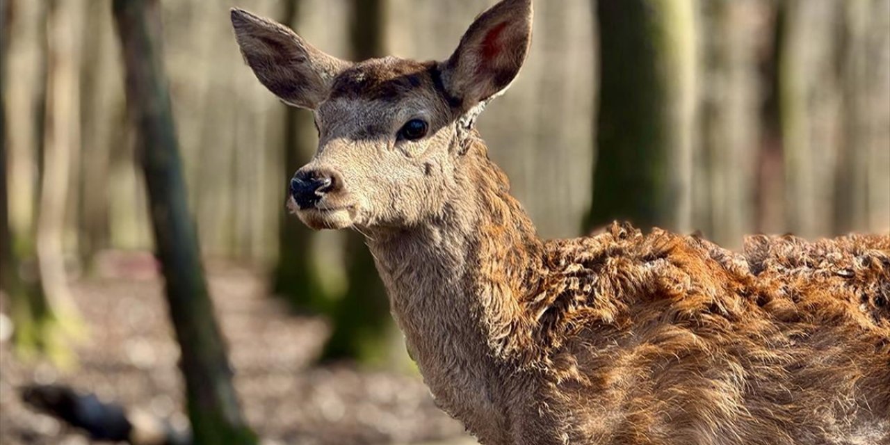 Ormanya'da Yetişen Kızıl Geyikler Popülasyonun Azaldığı Alanları Canlandırıyor