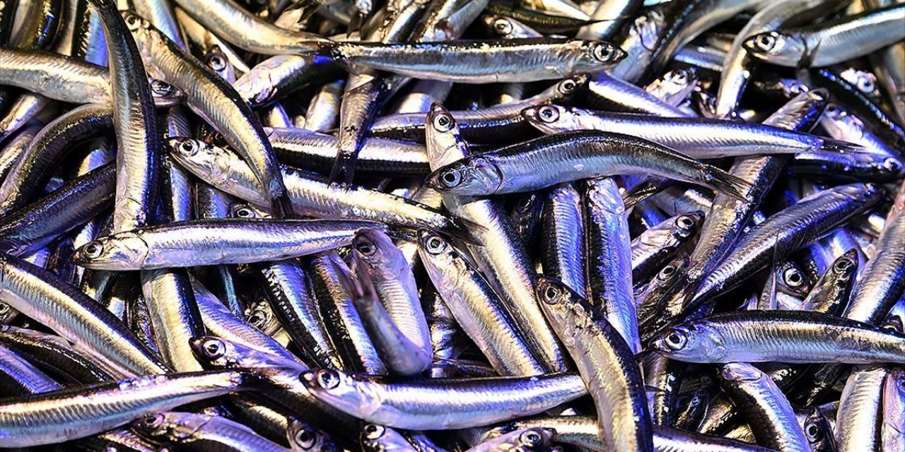 Trabzon'da Hamsinin Kilogramı 125 İla 150 Liradan Satışa Sunuluyor