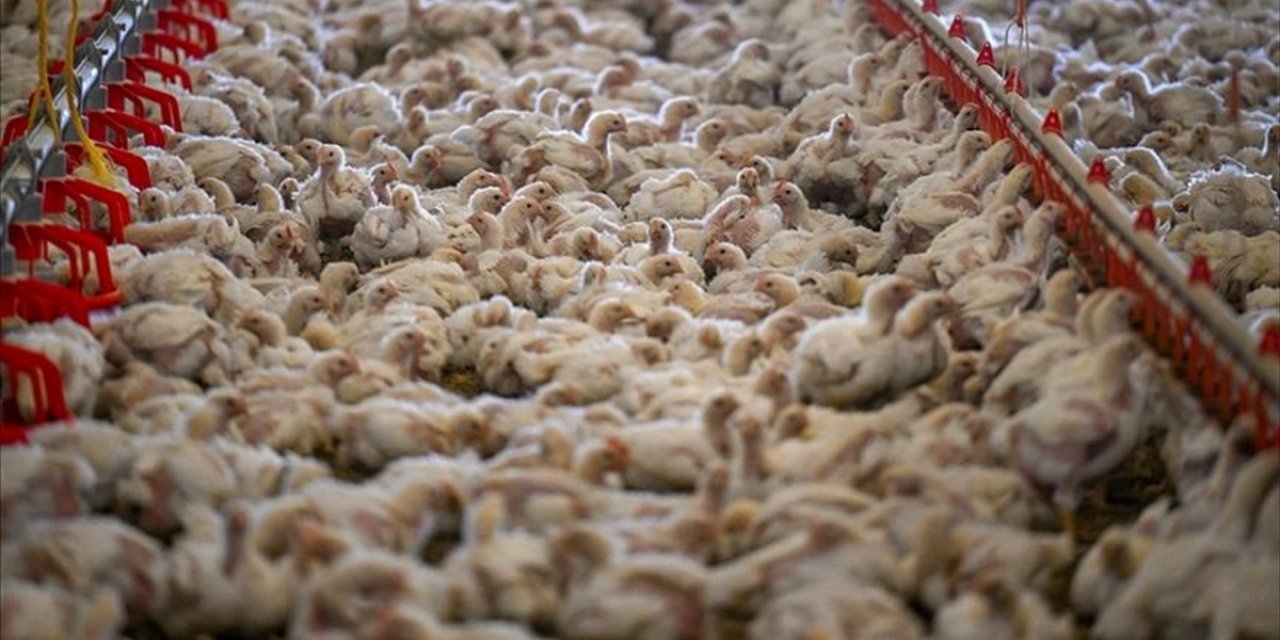 Tavuk Eti Üretimi Kasım 2024'te Aylık Yüzde 4,8 Azaldı, Yıllık Yüzde 7,2 Arttı