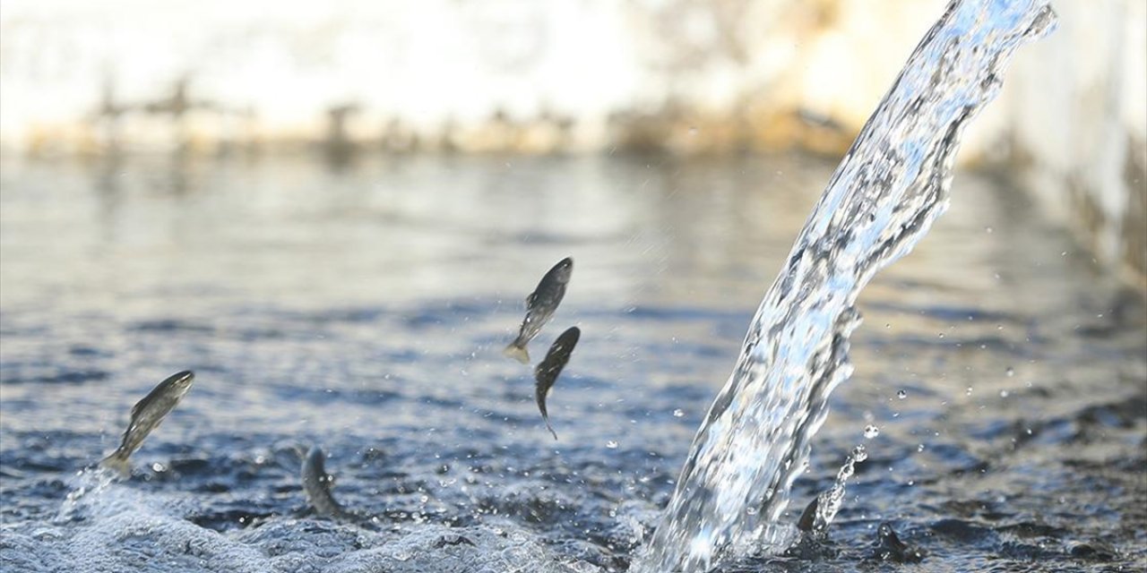 Alabalık Yavrusu Üretiminde Tedarikçi Şehir Erzincan Hedef Büyüttü