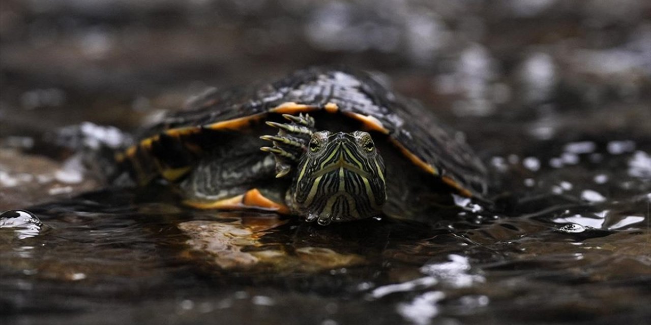 Kuğulu Park'a Bırakılan Kaplumbağa "Çimen" Yeni Yuvasında