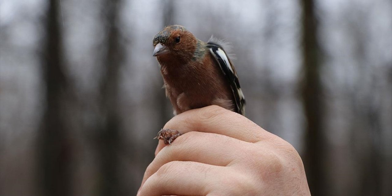 Ormanya'da Kurulan İstasyonda Geçen Yıl 1718 Kuş Halkalandı