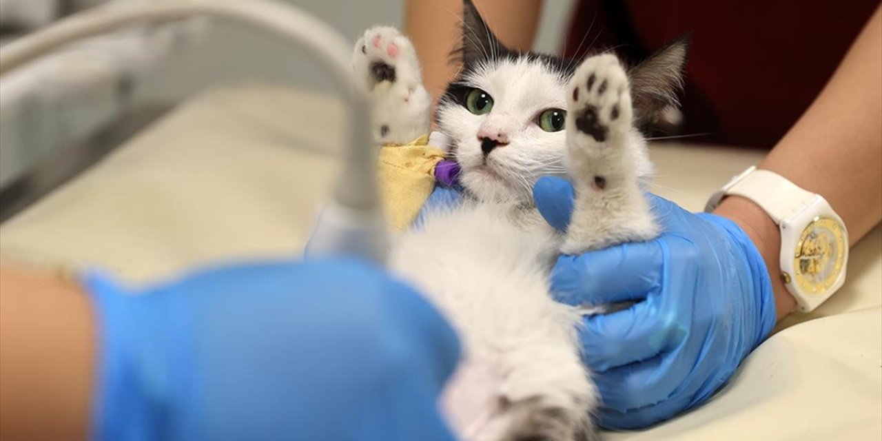 Konya'da Üniversitenin Hayvan Hastanesinde Geçen Yıl 20 Bin Müdahale Yapıldı
