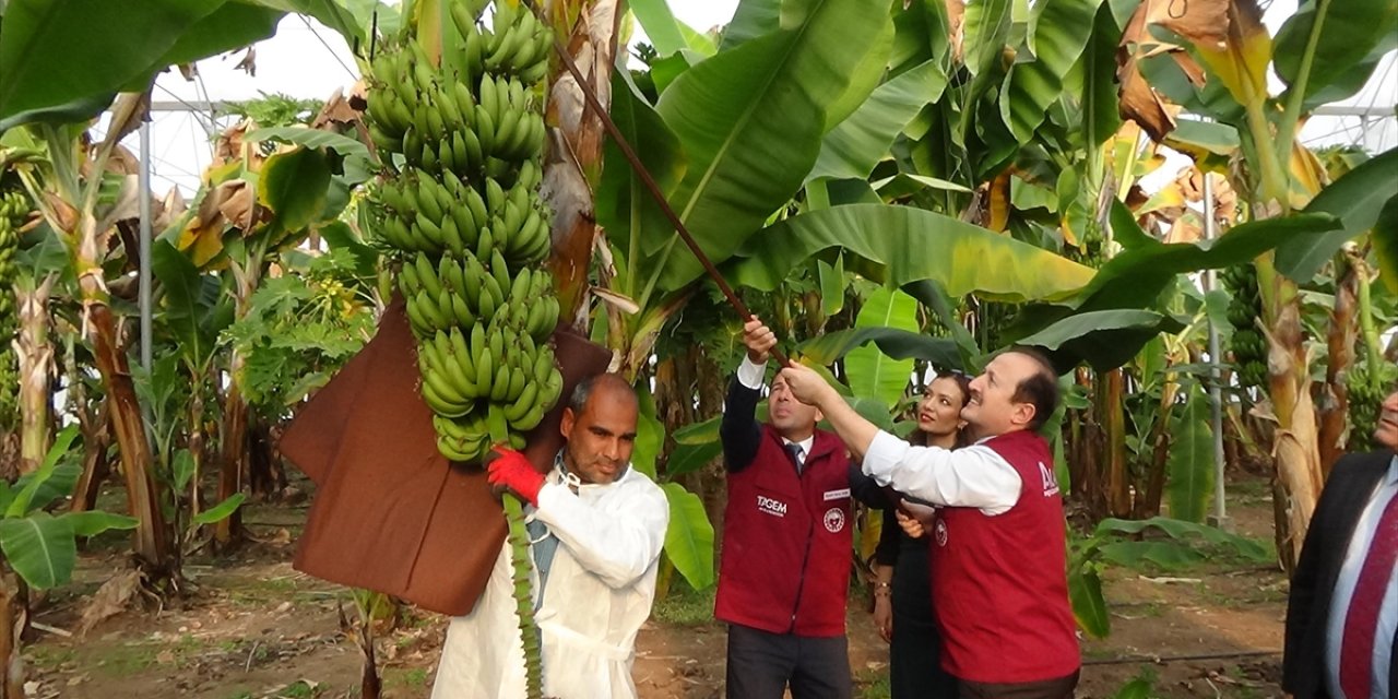 Mersin'de 2 Mandalina ve 4 Muz Çeşidi Geliştirildi
