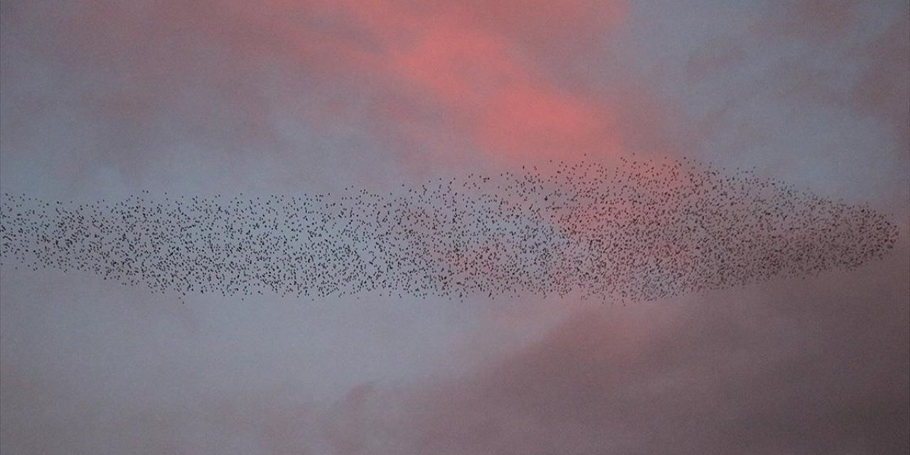 Yozgat'ta Sığırcıkların Dansı Görüntülendi