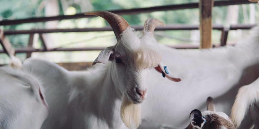 Hindistan'da Fidan Ekili Alanda Otlayan Keçiler Gözaltına Alındı