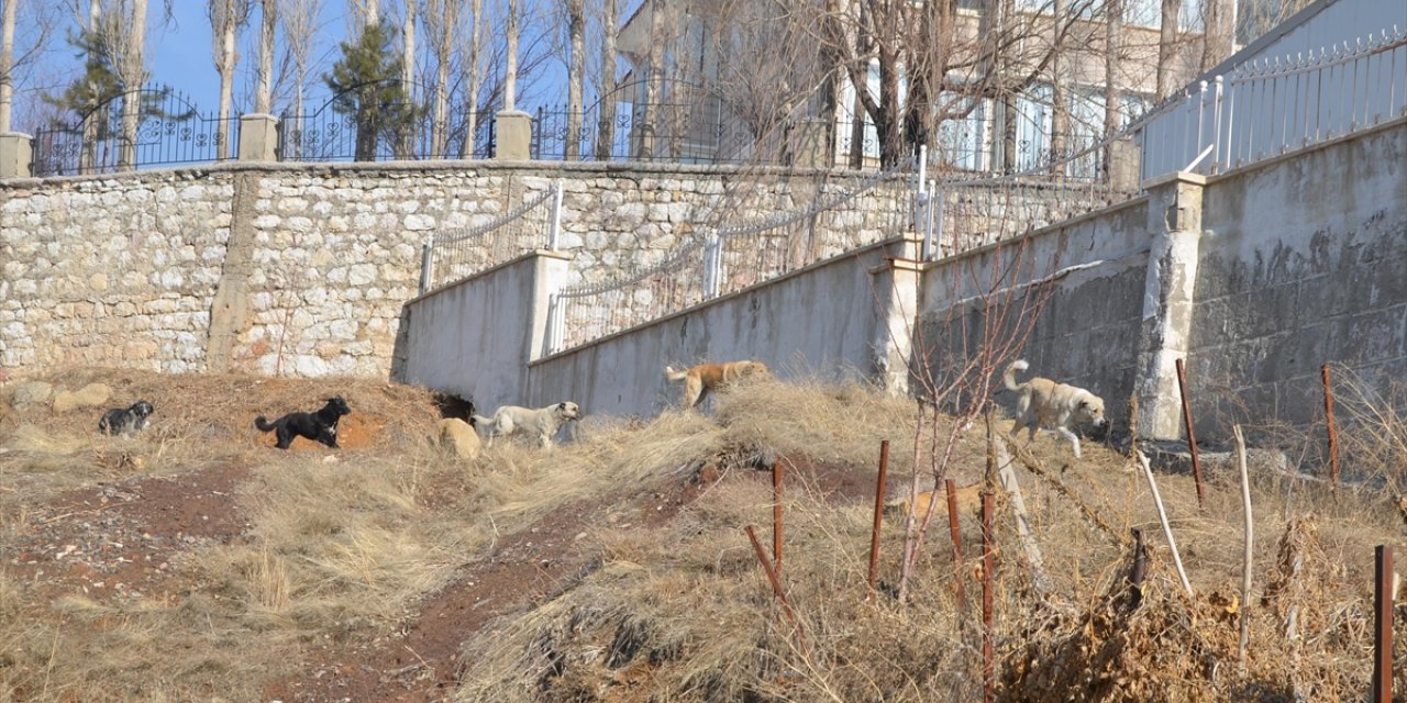 Köpeklerin Saldırısında Ölen Çocuğun Komşuları, Sokakların Güvenli Olmasını İstiyor