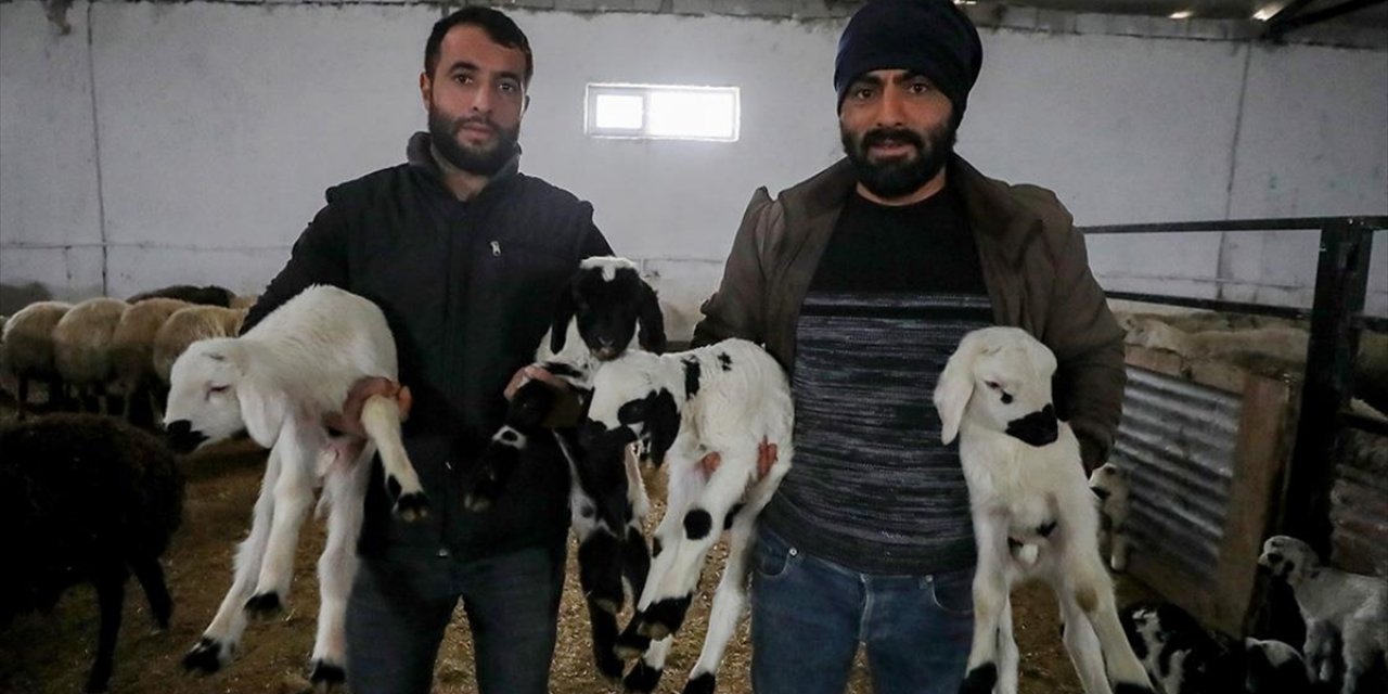 Elazığlı Göçer 5 Kardeş Devlet Desteğiyle Küçükbaş Hayvan Çiftliği Kurdu