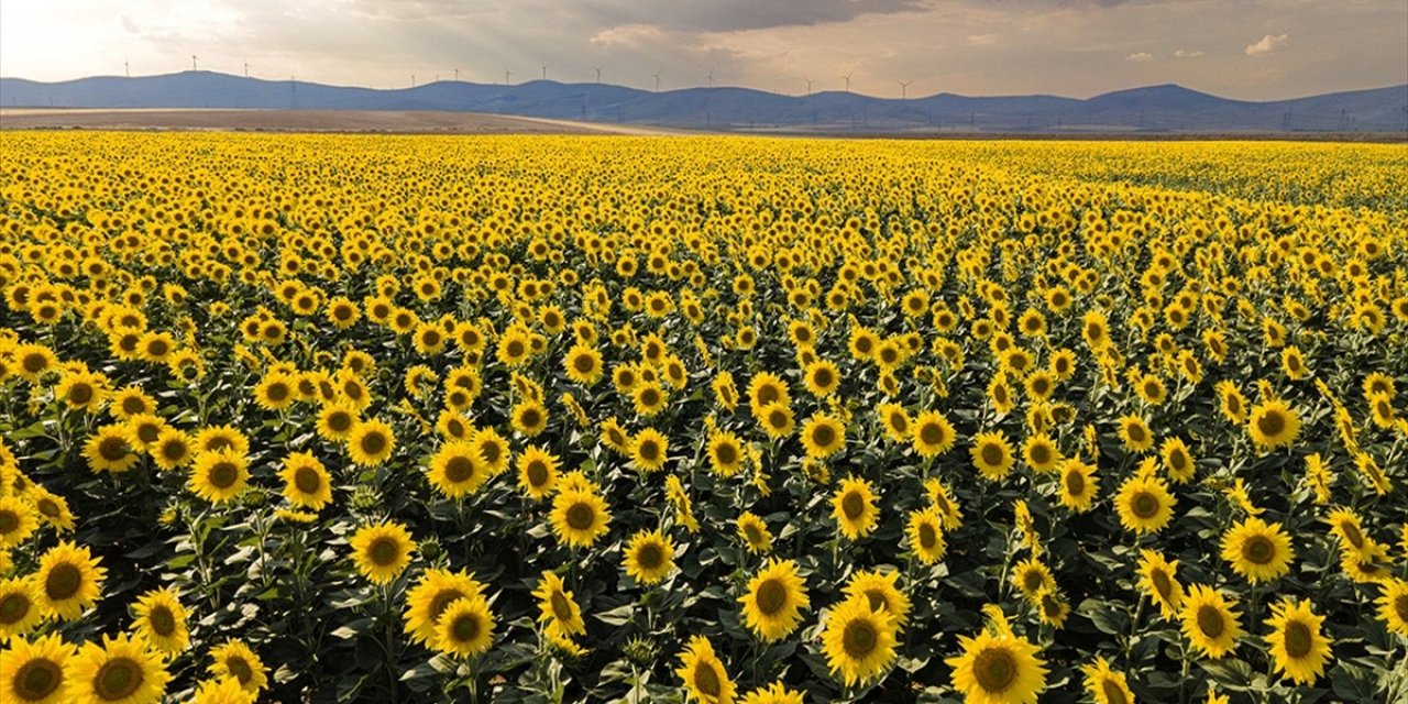 Trakya Birlik 2024 Üretim Sezonunda 240 Bin Ton Ayçiçeği Alımı Gerçekleştirdi