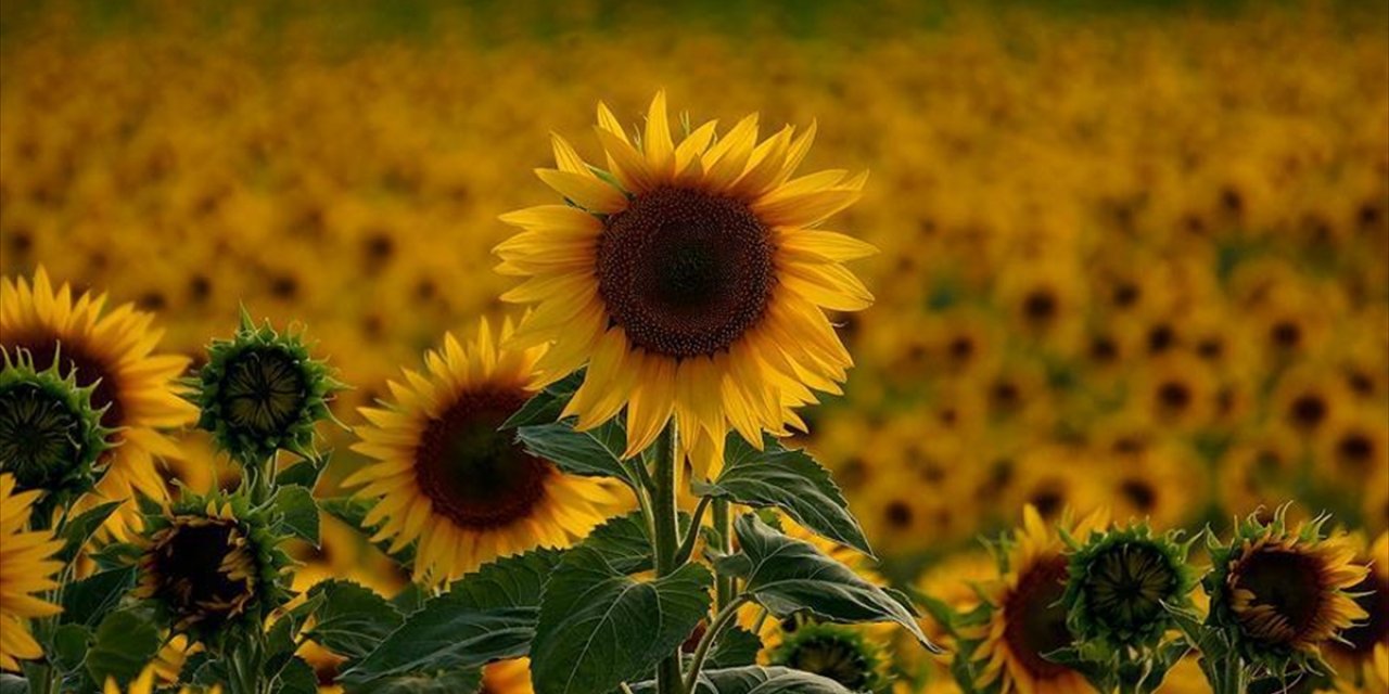 Ayçiçeğinde Tarife Kontenjanı Uygulaması Çiftçinin Ürününe Değer Kattı